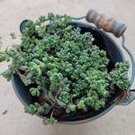 セダム❤多肉植物❤パープルヘイズ❤抜き苗