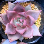 ローズガーネット　多肉植物