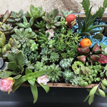 多肉植物詰め合わせ