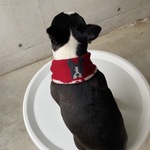 ボストンテリア　お顔つき　犬マフラー