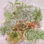 送料無料♡♡ 《28》多肉植物 エケベリア 韓国苗セット♡♡