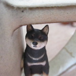 黒柴マグ「お茶の時間ですけど。」