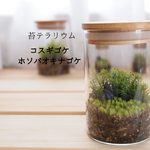 苔テラリウム　コスギゴケ・ホソバオキナゴケ