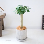 ＜パンダガジュマル＞現品　