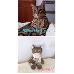 【オーダーメイド】うちの子♥猫人形  ぬいぐるみ