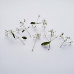 ユーフォルビア八重のドライフラワー 