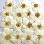 特価　シュウメイギクの押し花
