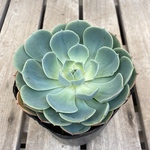 多肉植物 エケベリア七福神