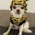 トラさんのお洋服 パーカー 犬服 オーダー♪