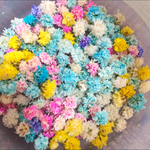 ドライフラワーかすみ草☆花粒小さめお試しセット
