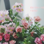お花の贈り物❁⃘カリブラコア＆ネメシアの可愛い寄せ植え