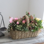 アンティークビオラと粒々が可愛い！ペルネティアのPlantsギャザリング