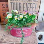新入荷♡【フリルビオラ 華あられ寄せ植え】長く楽しめる可愛いガーデニング♡レッド系ブリキ鉢♪
