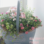 お花の贈り物❁⃘カリブラコア＆ネメシアの可愛い寄せ植え