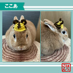 うさぎ用🐰小さい寅さん帽子🐯