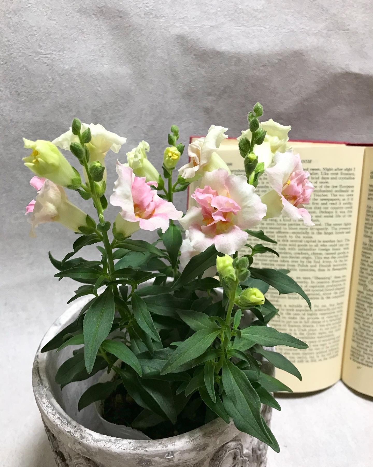 八重咲き金魚草♡トゥイニー 寄せ植え 植木鉢 花壇 花苗 - Le petit
