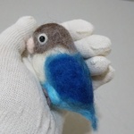 ブルーボタンインコにぎころ