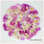 650.押し花アソート〜ピンク系　お花　mix 押し花素材
