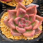 ソウル　韓国苗　多肉植物