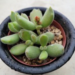 多肉植物❤子猫の爪❤抜き苗