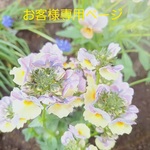 【蜜蜂様専用】