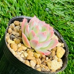 多肉植物