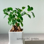 幸せを呼ぶ多幸の木ガジュマル🌿観葉植物