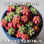 １０月のサボリトコトリ２点セット【クリスマス赤緑】