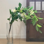[送料込み] フェイクグリーン 人工観葉植物　月桂樹の枝 68cm 枝　葉　2本