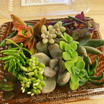多肉植物 シェフの気まぐれサラダ　ミニパック　普及種10種以上詰め合わせ