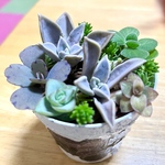 多肉植物寄せ植え 鉢付き