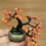 ミニチュア紅葉