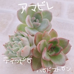 送料無料♡♡ 多肉植物 エケベリア 韓国苗 アマビレ ティッピー ハードストーン♡♡