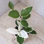 ホヤ♡カルノーサ♡リップカラー♡サクララン♡観葉植物♡鉢ごと♡