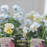 パステルカラー❁⃘花日和さんのフリル咲きシエルブリエ✿*:2ポットset花苗         