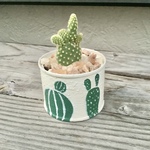 多肉植物　バニーカクタス　サボテン
