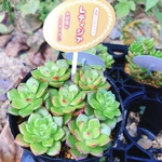 多肉植物 レティジア 抜き苗