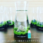 かんたん！ボトルアクアリウム　水草:ニューラージパールグラス