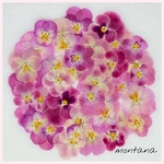 653.押し花アソート〜ピンク系　ビオラ　詰め合わせ　押し花素材
