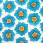 押し花＜組み立て・コバルトブルー4枚＞
