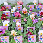🌺花苗 パンジー フリル ジュエリーボックス 3.5号ポット 花壇 寄せ植え🌺