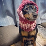 犬のスヌードニット帽