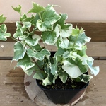 観葉植物　ヘデラ　天使の翼