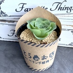 【多肉植物】グリーンノビア