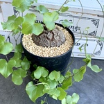 【塊根植物】亀甲竜