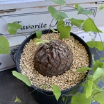 【塊根植物】亀甲竜