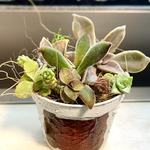 多肉植物 寄せ植え 鉢ごと