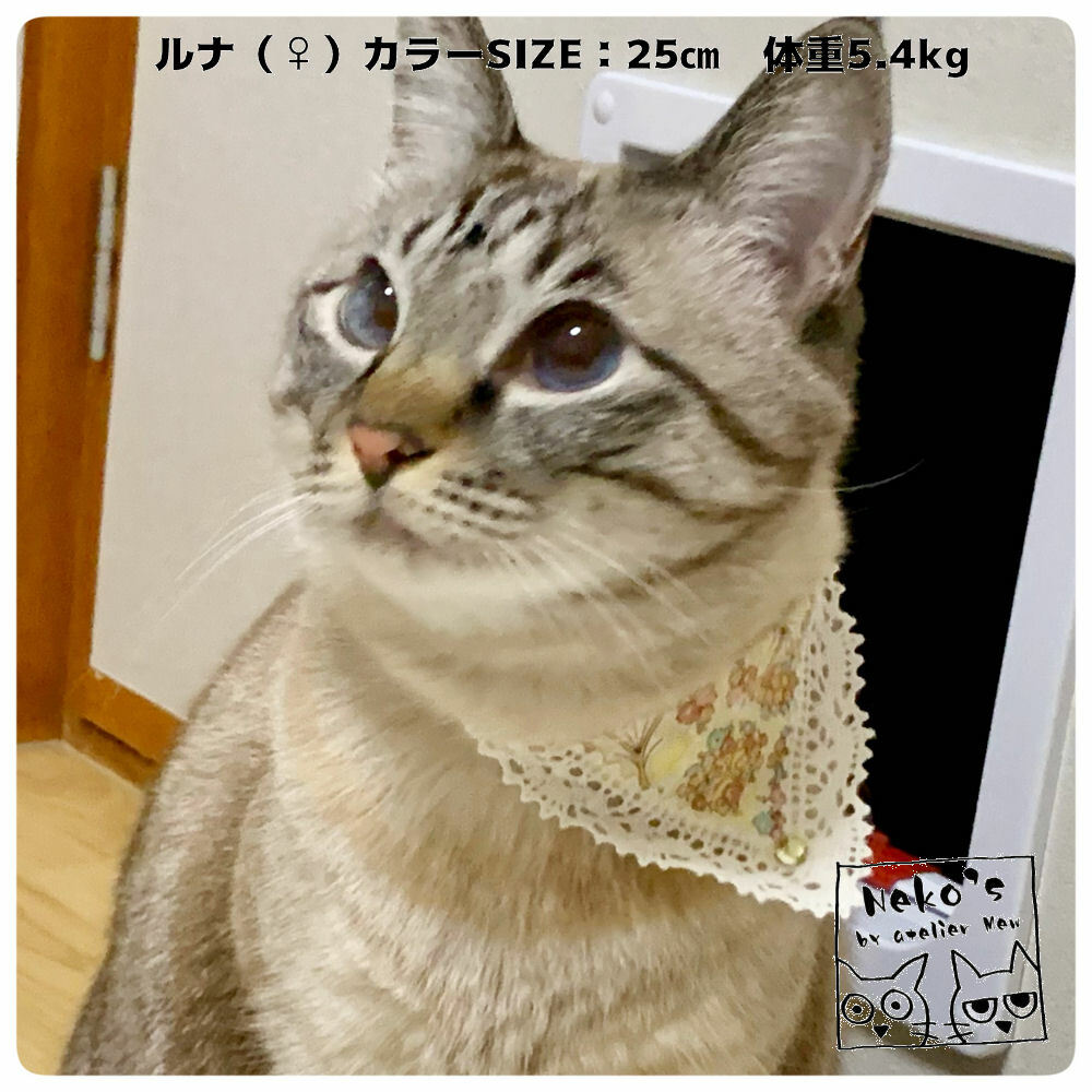 145円 セットアップ ピンポンマムのバンダナ 赤 145円 セットアップ ピンポンマムのバンダナ 赤