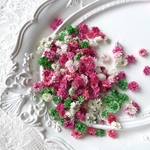 クリスマスカラー　かすみ草　ドライフラワー  