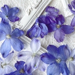 （D）デルフィニウムドライフラワー  